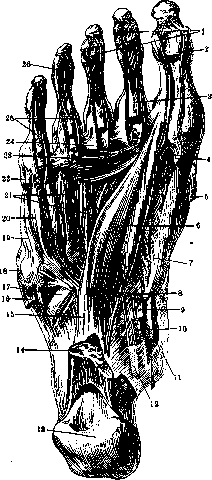 Foot: figure 7 from the 1928–1936 encyclopedia article
