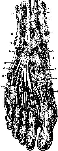 Foot: figure 6 from the 1928–1936 encyclopedia article