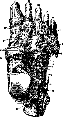 Foot: figure 2 from the 1928–1936 encyclopedia article