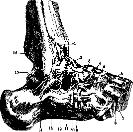 Foot: figure 1 from the 1928–1936 encyclopedia article