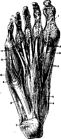 Foot: figure 5 from the 1928–1936 encyclopedia article