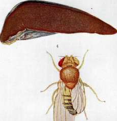 Ilya Strashun: figure 1 from the 1928–1936 encyclopedia article