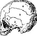 Parietal Bone: figure 3 from the 1928–1936 encyclopedia article