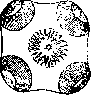 Teniidosis: figure 1 from the 1928–1936 encyclopedia article
