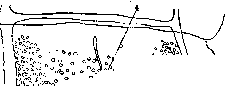 Teniidosis: figure 4 from the 1928–1936 encyclopedia article