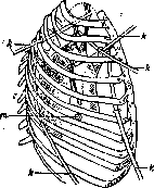 Thoracoscopy: figure 2 from the 1928–1936 encyclopedia article