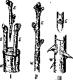 Transplantation: figure 2 from the 1928–1936 encyclopedia article
