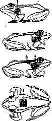 Transplantation: figure 1 from the 1928–1936 encyclopedia article