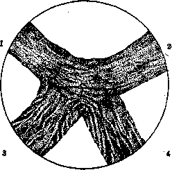 Decussation: figure 2 from the 1928–1936 encyclopedia article