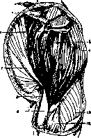 Deltoid Muscle: figure 1 from the 1928–1936 encyclopedia article