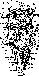 Corpora Arenacea: figure 1 from the 1928–1936 encyclopedia article
