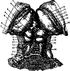 Corpora Geniculata: figure 2 from the 1928–1936 encyclopedia article