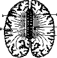 Corpora Geniculata: figure 4 from the 1928–1936 encyclopedia article