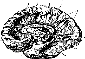 Corpora Geniculata: figure 3 from the 1928–1936 encyclopedia article
