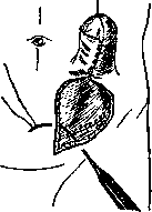 Anus: figure 8 from the 1928–1936 encyclopedia article