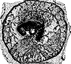 Area: figure 3 from the 1928–1936 encyclopedia article