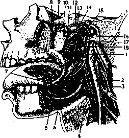 Glosso-Pharyngeal Nerve: figure 1 from the 1928–1936 encyclopedia article