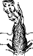 Haemorrhoidal Arteries: figure 1 from the 1928–1936 encyclopedia article
