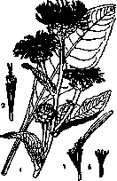 Inula Helenium L: figure 1 from the 1928–1936 encyclopedia article