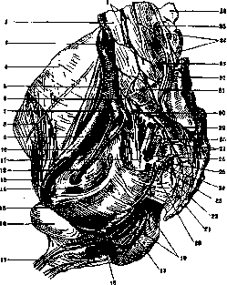 Sciatic Nerve: figure 1 from the 1928–1936 encyclopedia article