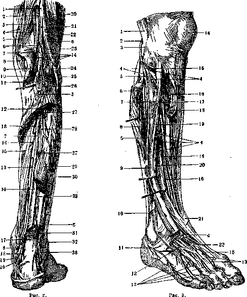 Sciatic Nerve: figure 3 from the 1928–1936 encyclopedia article