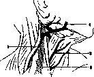 Jugular Veins: figure 3 from the 1928–1936 encyclopedia article