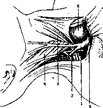 Jugular Veins: figure 7 from the 1928–1936 encyclopedia article