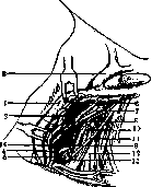 Jugular Veins: figure 12 from the 1928–1936 encyclopedia article