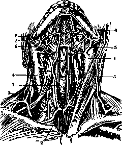 Jugular Veins: figure 10 from the 1928–1936 encyclopedia article