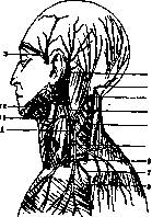 Jugular Veins: figure 5 from the 1928–1936 encyclopedia article
