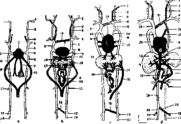Jugular Veins: figure 1 from the 1928–1936 encyclopedia article