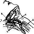 Jugular Veins: figure 6 from the 1928–1936 encyclopedia article
