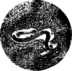 Larva (Ml GRANS, "bluzhdayushchaya lichinka",): figure 1 from the 1928–1936 encyclopedia article