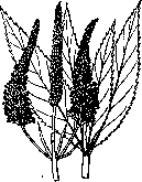 Leptandra: figure 2 from the 1928–1936 encyclopedia article