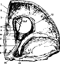 Ophthalmic Artery: figure 1 from the 1928–1936 encyclopedia article