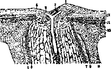 Optic Nerve: figure 3 from the 1928–1936 encyclopedia article
