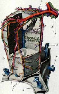 Pemphigus: figure 5 from the 1928–1936 encyclopedia article