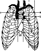 Pulmonary Artery: figure 5 from the 1928–1936 encyclopedia article