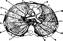 Pulmonary Artery: figure 2 from the 1928–1936 encyclopedia article