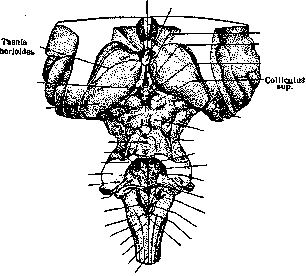 Ventriculi Cerebri: figure 3 from the 1928–1936 encyclopedia article