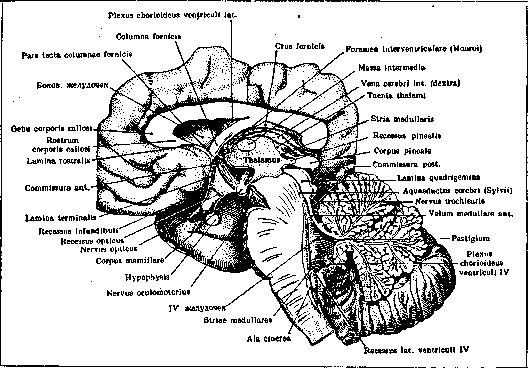 Ventriculi Cerebri: figure 2 from the 1928–1936 encyclopedia article