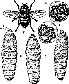 Tumbu Fly: figure 1 from the 1928–1936 encyclopedia article