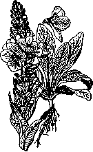 Veratrum Album L: figure 2 from the 1928–1936 encyclopedia article