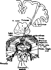 Vestibular Nerve: figure 1 from the 1928–1936 encyclopedia article