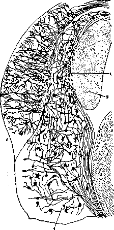 Tuberculum Acusticum: figure 2 from the 1928–1936 encyclopedia article