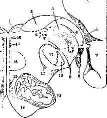 Tuberculum Acusticum: figure 1 from the 1928–1936 encyclopedia article