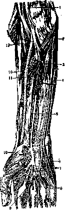 Ulnar Nerve: figure 2 from the 1928–1936 encyclopedia article