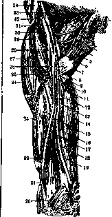 Ulnar Nerve: figure 1 from the 1928–1936 encyclopedia article