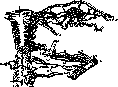 Uterine Artery: figure 1 from the 1928–1936 encyclopedia article