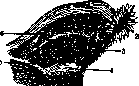 Epoophoron: figure 1 from the 1928–1936 encyclopedia article